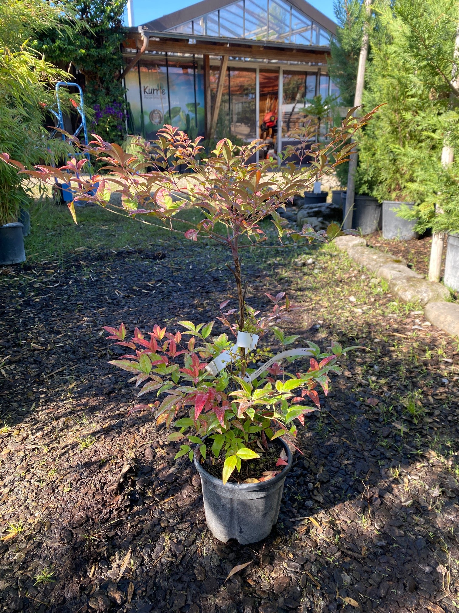 Heiliger Bambus / Nandina domestica